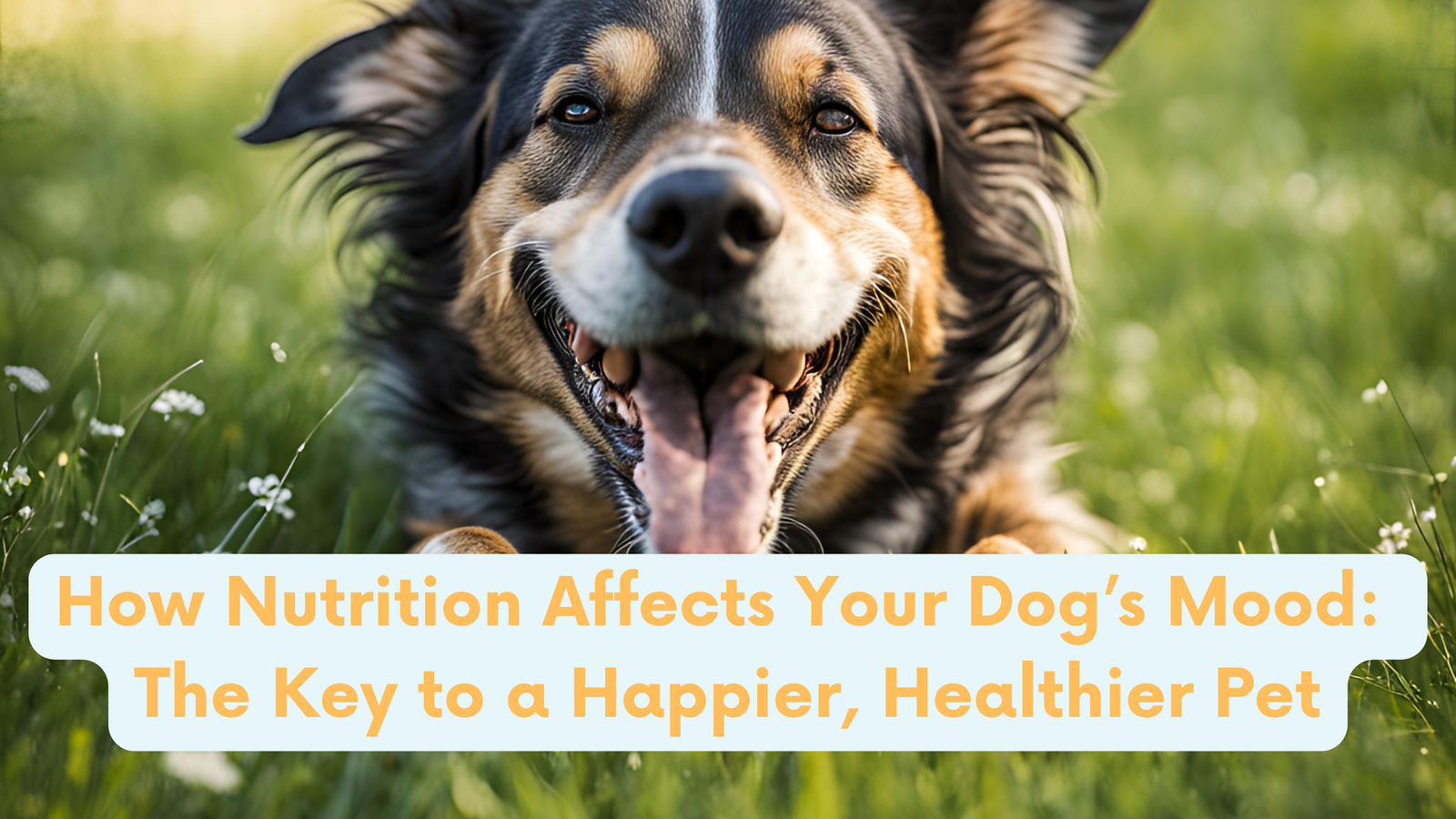 happy dog rolling in the grass