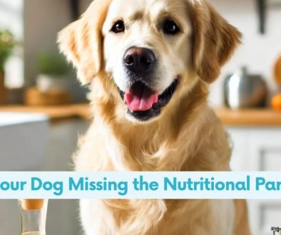A happy golden retriever sits at a clean, modern kitchen table, eagerly looking at a bowl of freshly cooked dog food made with shredded chicken, steamed vegetables, and rice. The table displays vibrant fresh vegetables, a labeled jar of bone powder, and a bottle of fish oil, emphasizing balanced and homecooked pet nutrition. The background features a bright, inviting kitchen with sunlight streaming through the windows, creating a warm and cheerful atmosphere.
